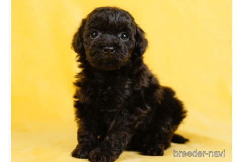 成約済の東京都のタイニープードル-227652の3枚目